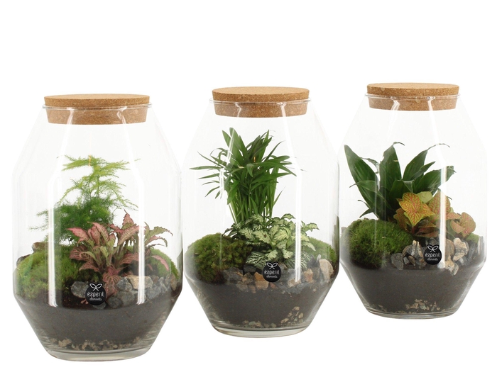 <h4>90450: Terrarium arrangement</h4>