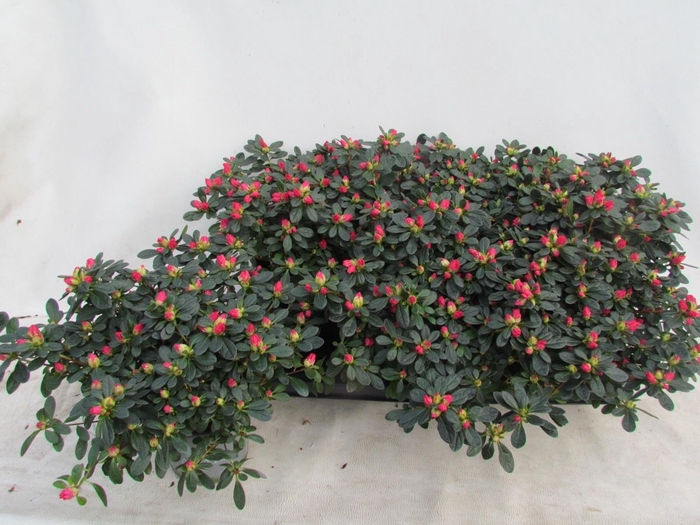 <h4>RHODO SI FR SCHERRE</h4>