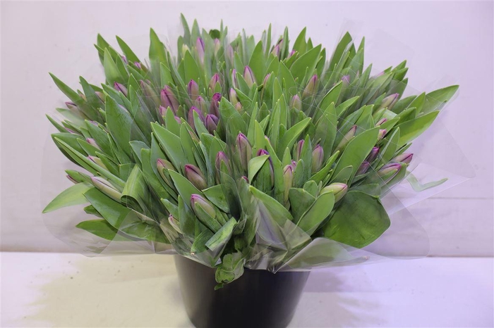 <h4>Tu En Synae Samouco</h4>