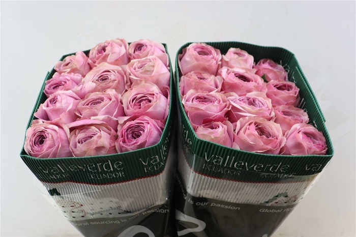 <h4>R Gr Peonikiss</h4>