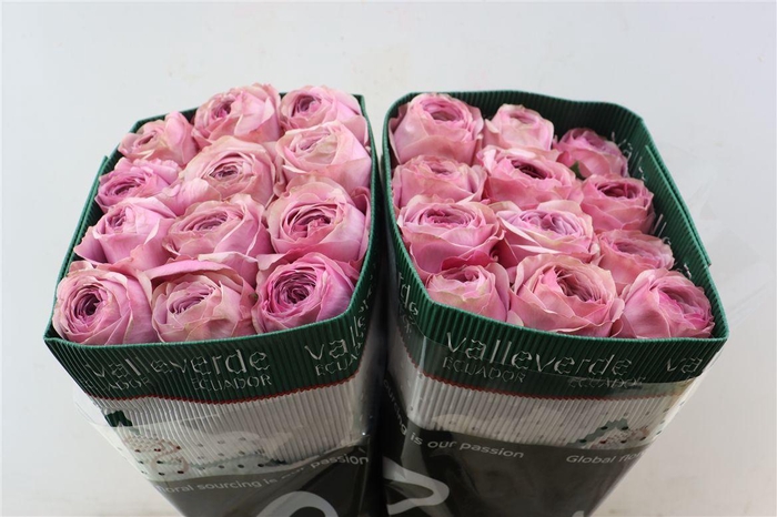 <h4>R Gr Peonikiss</h4>