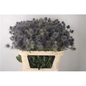 Eryngium Mag Anita