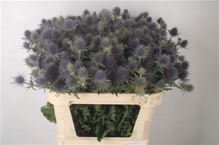 <h4>Eryngium Mag Anita</h4>