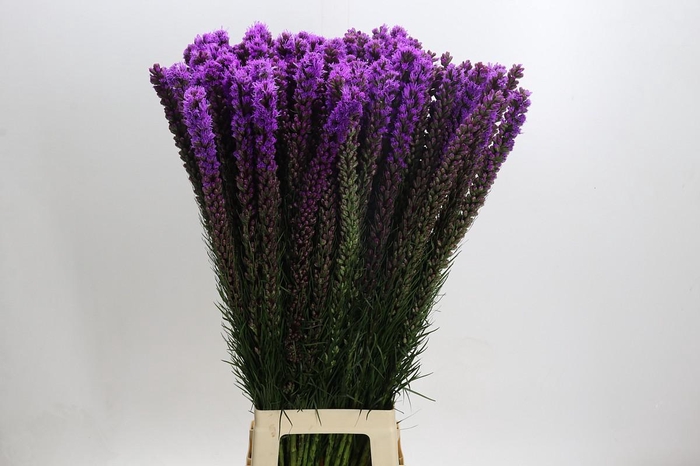 <h4>Liatris Callilepis</h4>