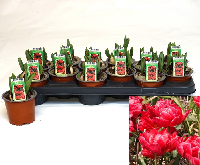 <h4>TUL OV DUBBEL</h4>