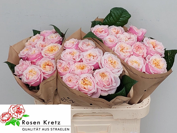 <h4>R GR NOTTING HILL</h4>