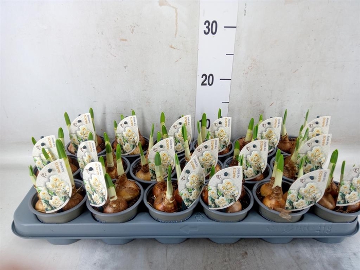 <h4>Narcissus DU 'Abba'</h4>