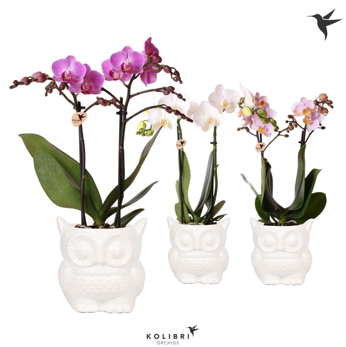 <h4>Kolibri Orchids Phalaenopsis mix 2 spike in Owl pot white</h4>