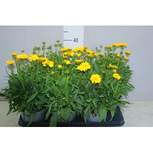 Coreopsis Presto