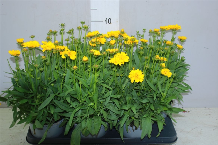 <h4>Coreopsis Presto</h4>