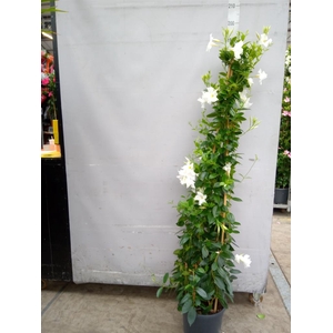 Mandevilla sand. 'SumStar White'