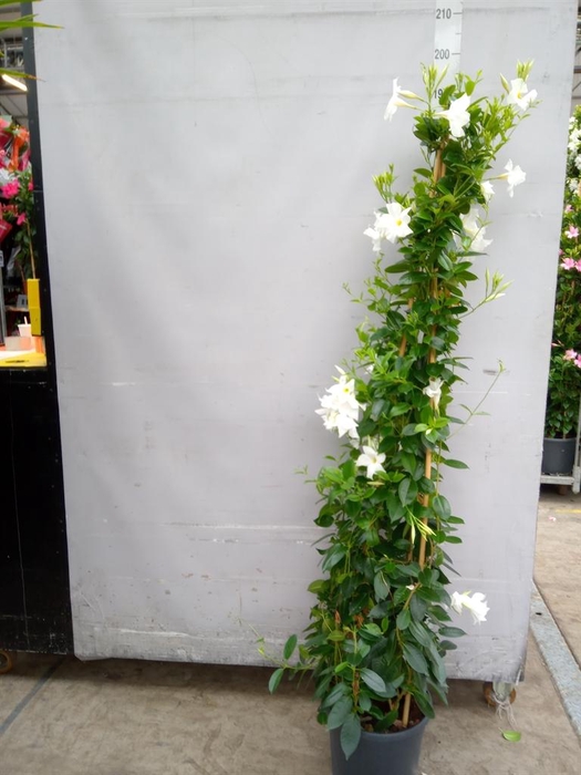 <h4>Mandevilla sand. 'SumStar White'</h4>