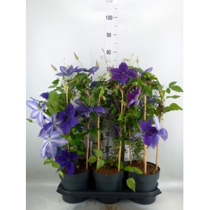 Clematis  'Garland'   ...