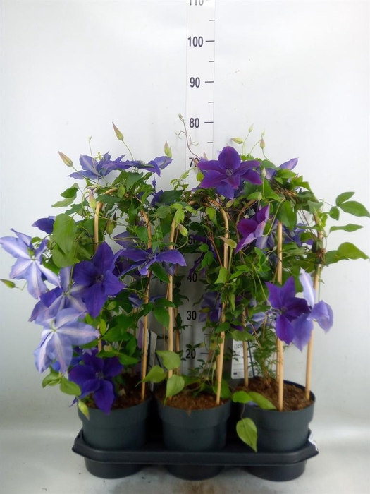 <h4>Clematis  'Garland'   ...</h4>