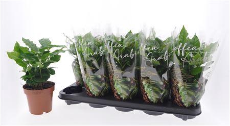 <h4>Coffea Arabica</h4>