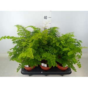 Adiantum raddi. 'Fritz-Luthi'