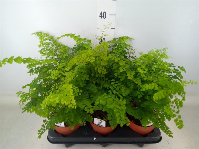 <h4>Adiantum raddi. 'Fritz-Luthi'</h4>