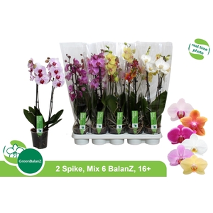 PHAL GEM 6 KL