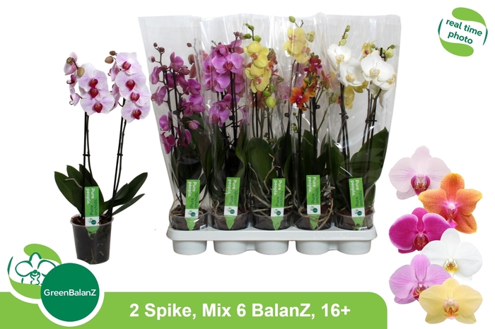 <h4>PHAL GEM 6 KL</h4>
