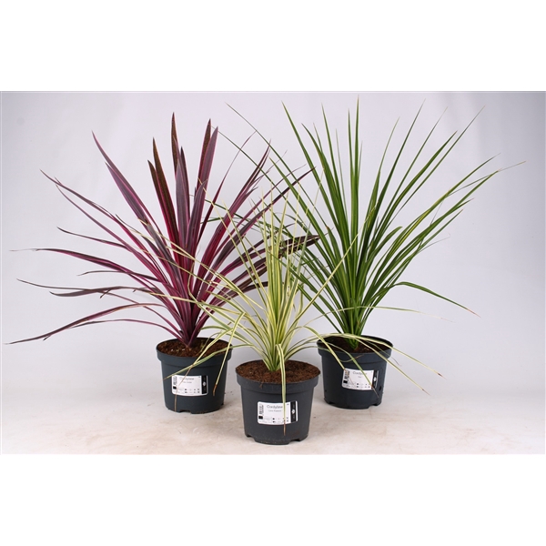 <h4>Cordyline Exclusive Mixlaag in tray</h4>