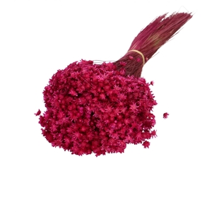 Droogbloem Glixia 40cm 50g