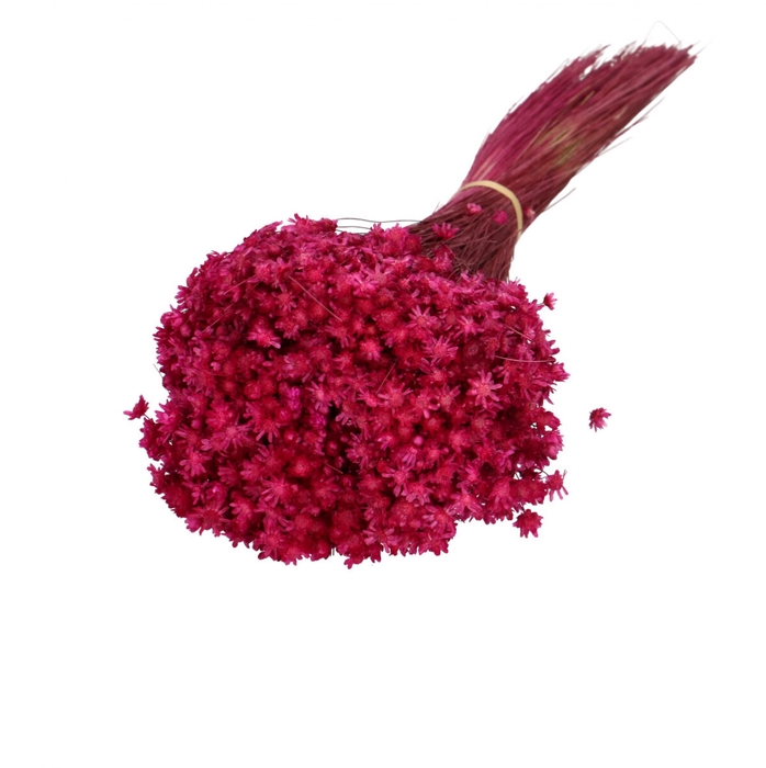 <h4>Dried flowers Glixia 40cm 50g</h4>
