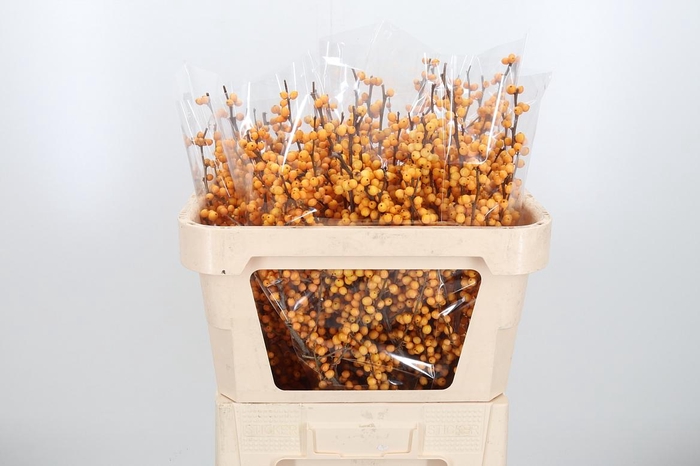 <h4>Ilex Golden Verboom</h4>