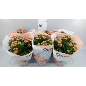 Kalanchoe  'MoreFlow Geneva'
