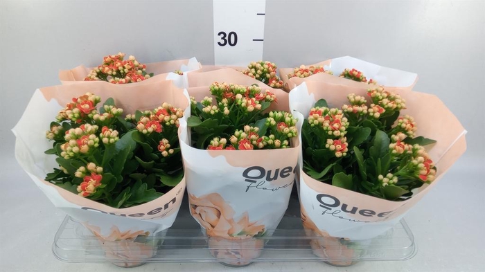 <h4>Kalanchoe  'MoreFlow Geneva'</h4>