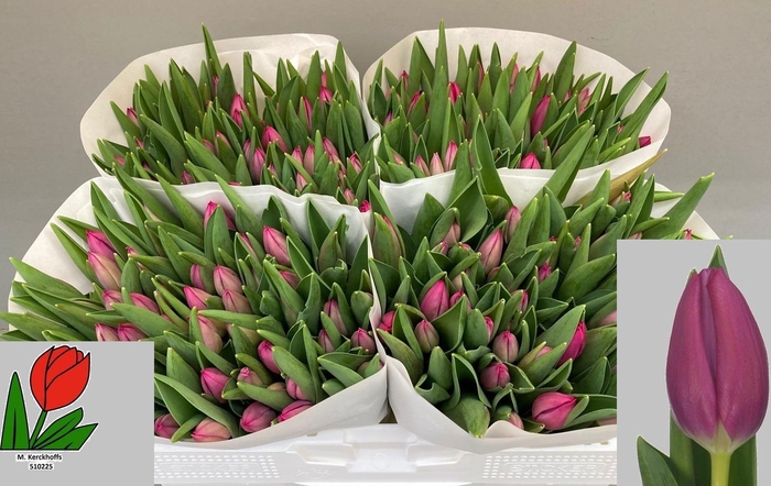 <h4>TU EN PINK ARDOUR</h4>