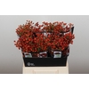 Rozenbottel Autumn Rosefruits