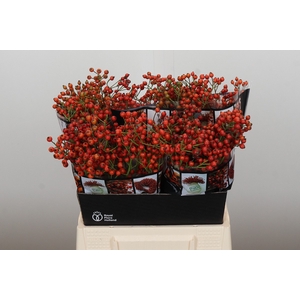 Rozenbottel Autumn Rosefruits