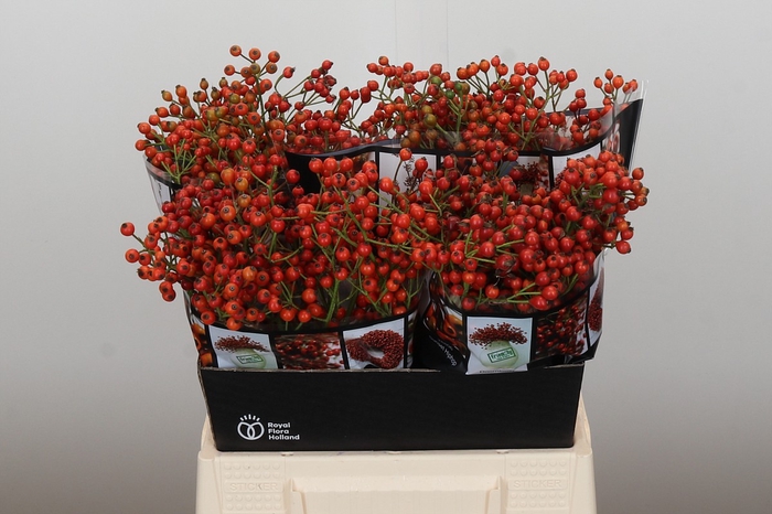 Rozenbottel Autumn Rosefruits