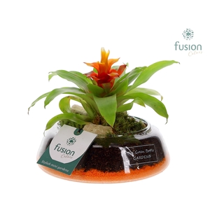 Green Bottle Christel Small met Bromelia