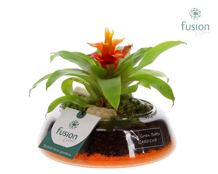 <h4>Green Bottle Christel Small met Bromelia</h4>