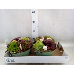 Arr.  Sempervivum L%