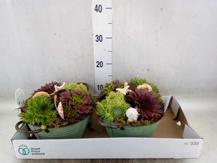 <h4>Arr.  Sempervivum L%</h4>