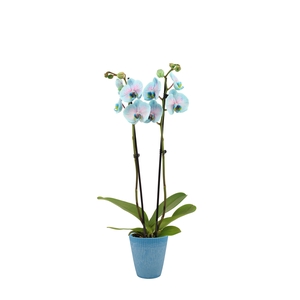 Polystone Wave Light Blue Phal I Am Bubblegum 2T14+