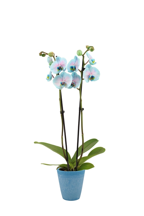 <h4>Polystone Wave Light Blue Phal I Am Bubblegum 2T14+</h4>
