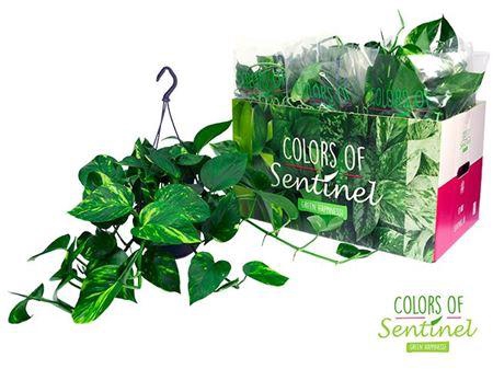 <h4>epipremnum aureum hang</h4>