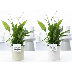 Spathiphyllum Korto in P&PURE Juliette ceramics ass.2