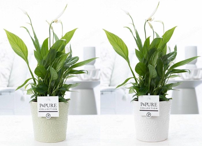 <h4>Spathiphyllum Korto in P&PURE Juliette ceramics ass.2</h4>