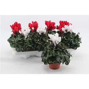 Cyclamen persicum midi Super Serie Macro