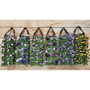 V9710 Viola wandhanger