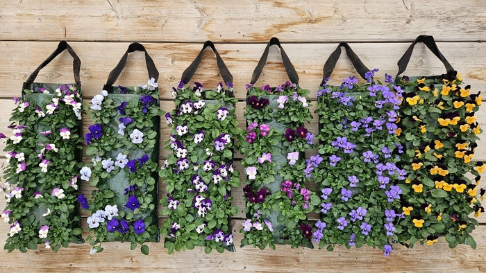 <h4>V9710 Viola wandhanger</h4>