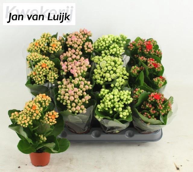 <h4>KAL GE GEM 4 KL</h4>