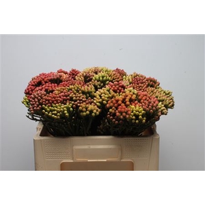 Kaaps Brunia Red Medium