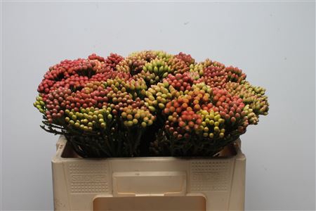 Kaaps Brunia Red Medium