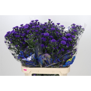 Aster Astee Dark Milka