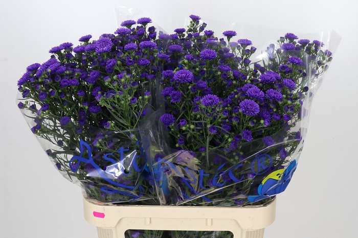 <h4>Aster Astee Dark Milka</h4>